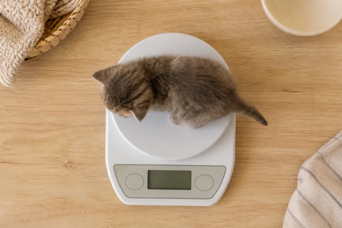 Chaton pesé sur une petite balance de cuisine pour suivre sa croissance